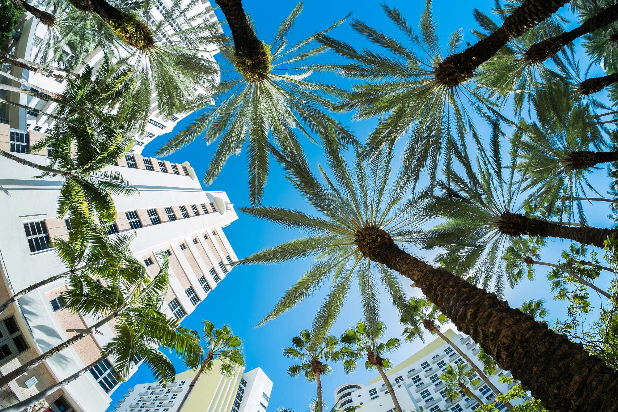 Palm trees adorn condo buildings in Miami.