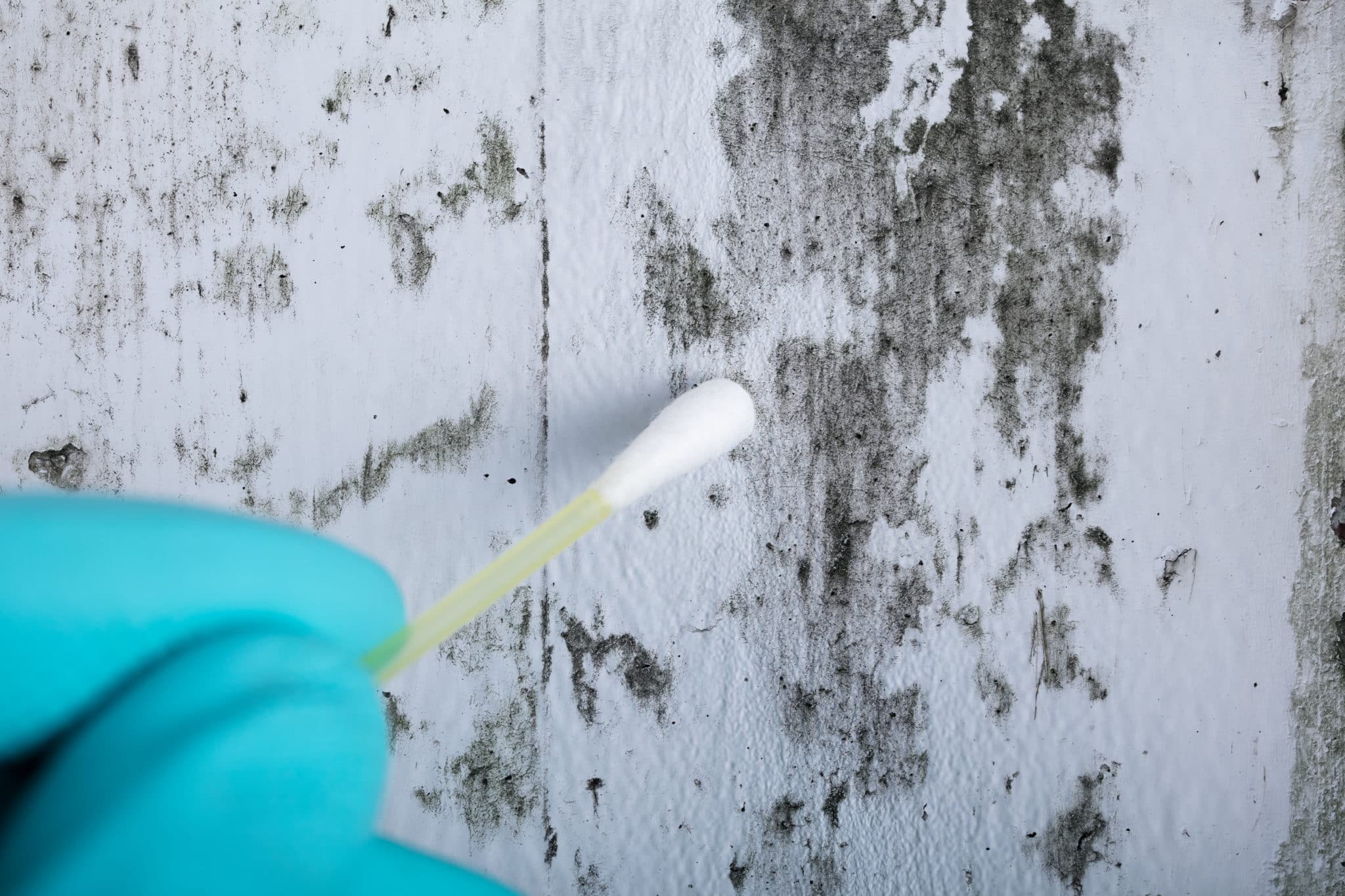 Doe your building inspector check for mold?